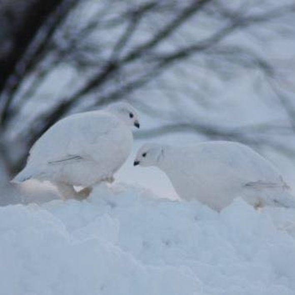 Meet your Posher, Albert - Picture 1 of 1